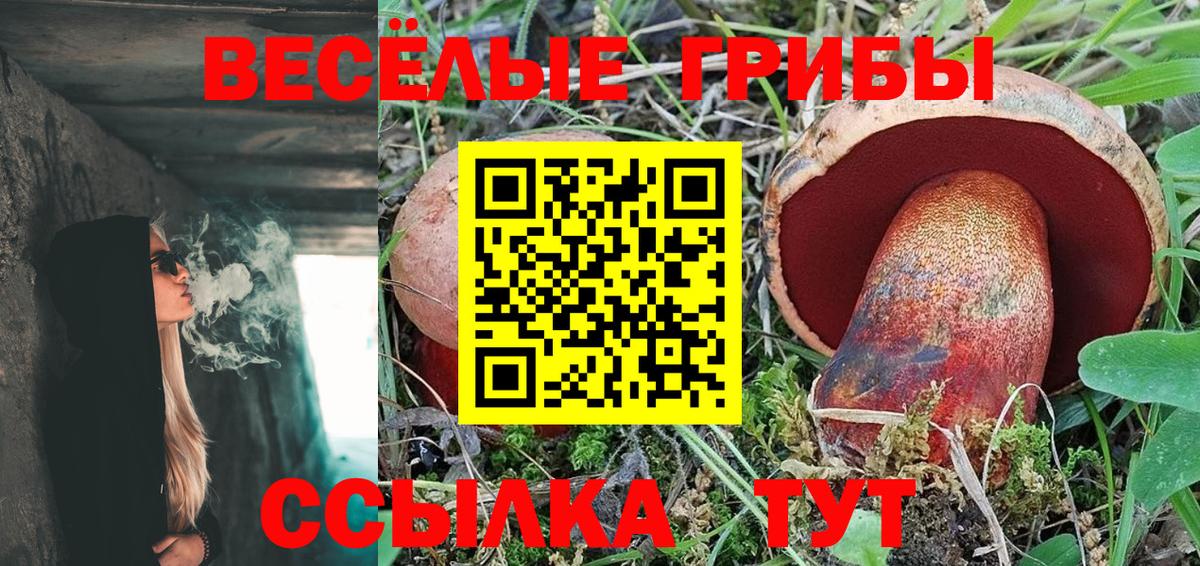 Галлюциногенные грибы Psilocybine cubensis Красногорск